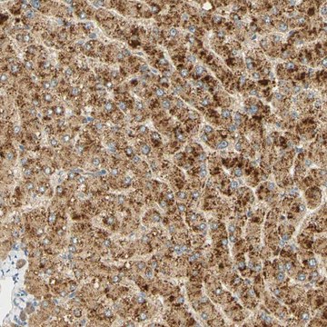 Anti-FAM189A1 antibody produced in rabbit Prestige Antibodies® Powered by Atlas Antibodies, affinity isolated antibody, buffered aqueous glycerol solution