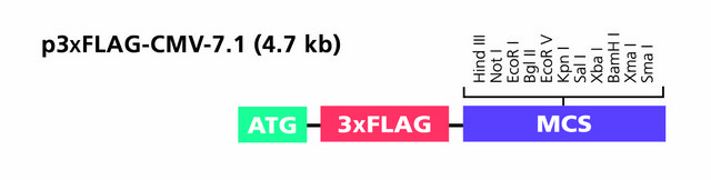 p3XFLAG-CMV-&#8482;7.1 表达载体 shuttle vector for transient expression of N-terminal 3xFLAG