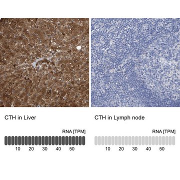 Anti-CTH antibody produced in rabbit Prestige Antibodies&#174; Powered by Atlas Antibodies, affinity isolated antibody, buffered aqueous glycerol solution, Ab1