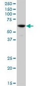 Anti-IFIT3 antibody produced in mouse purified immunoglobulin, buffered aqueous solution