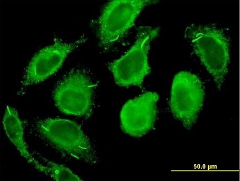 Monoclonal Anti-CALM2 antibody produced in mouse clone 3F4-G5, purified immunoglobulin, buffered aqueous solution