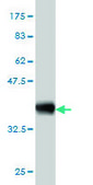 Monoclonal Anti-HTRA2, (C-terminal) antibody produced in mouse clone 3G5, purified immunoglobulin, buffered aqueous solution