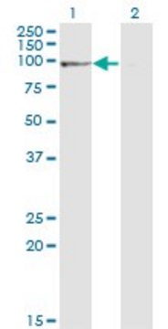 Monoclonal Anti-PPP1R10, (N-terminal) antibody produced in mouse clone 1D6, purified immunoglobulin, buffered aqueous solution