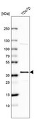 Anti-EHF antibody produced in rabbit Prestige Antibodies® Powered by Atlas Antibodies, affinity isolated antibody