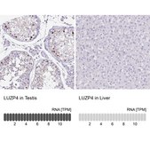 Anti-LUZP4 antibody produced in rabbit Prestige Antibodies® Powered by Atlas Antibodies, affinity isolated antibody, buffered aqueous glycerol solution