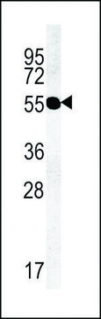 ANTI-TMM79 (C-TERMINAL) antibody produced in rabbit affinity isolated antibody, buffered aqueous solution