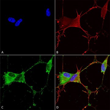 Monoclonal Anti-Ankyrin G - Biotin antibody produced in mouse clone S106-20, purified immunoglobulin