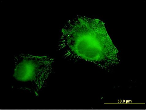 Monoclonal Anti-AOC3 antibody produced in mouse clone 4B8, purified immunoglobulin, buffered aqueous solution