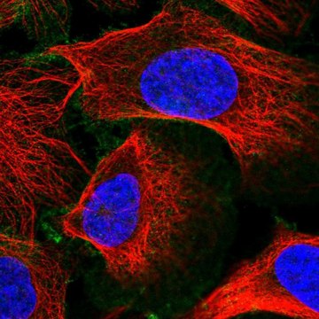 Anti-SLC30A1 antibody produced in rabbit Prestige Antibodies&#174; Powered by Atlas Antibodies, affinity isolated antibody