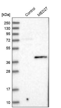 Anti-MED27 antibody produced in rabbit Prestige Antibodies&#174; Powered by Atlas Antibodies, affinity isolated antibody, buffered aqueous glycerol solution