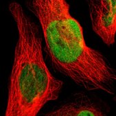Anti-GATAD1 antibody produced in rabbit Prestige Antibodies® Powered by Atlas Antibodies, affinity isolated antibody, buffered aqueous glycerol solution