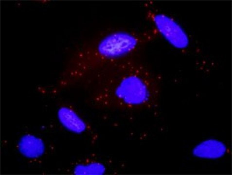 Monoclonal Anti-ADCY2 antibody produced in mouse clone 1D4, purified immunoglobulin, buffered aqueous solution