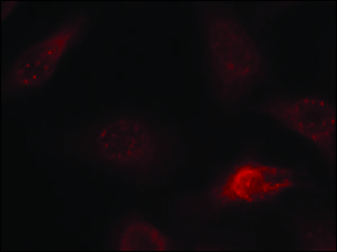 Anti-APP (Ab-668) antibody produced in rabbit affinity isolated antibody