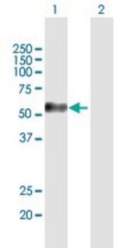 Anti-MAGEC2 antibody produced in mouse purified immunoglobulin, buffered aqueous solution