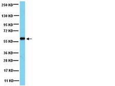 Anti-PP5 Antibody Upstate®, from rabbit