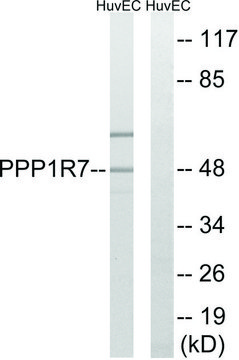 Anti-PPP1R7 antibody produced in rabbit affinity isolated antibody