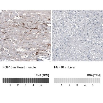 Monoclonal Anti-FGF18 antibody produced in mouse Prestige Antibodies&#174; Powered by Atlas Antibodies, clone CL7628, purified immunoglobulin, buffered aqueous glycerol solution