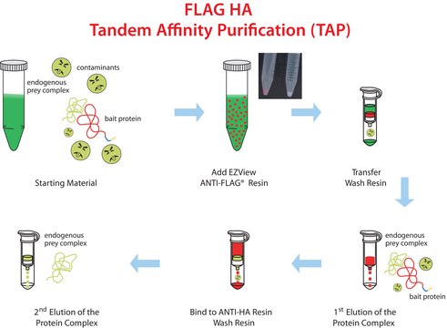 FLAG&#174; HA Tandem Affinity Purification Kit