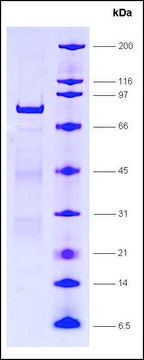 LRH-1, GST tagged human recombinant, expressed in E. coli, &#8805;80% (SDS-PAGE)