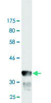 Monoclonal Anti-GRID1 antibody produced in mouse clone 3A8, purified immunoglobulin, buffered aqueous solution