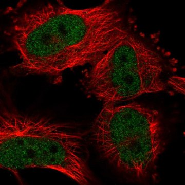 Anti-UHRF2 antibody produced in rabbit Prestige Antibodies&#174; Powered by Atlas Antibodies, affinity isolated antibody, buffered aqueous glycerol solution, Ab2