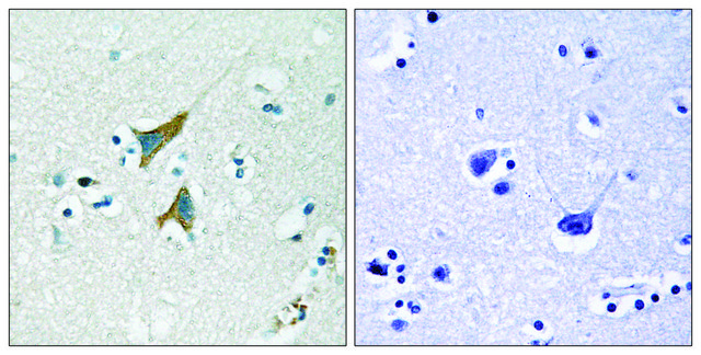 抗 MKP1 兔抗 affinity isolated antibody