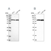 Anti-CSTF3 antibody produced in rabbit Prestige Antibodies® Powered by Atlas Antibodies, affinity isolated antibody, buffered aqueous glycerol solution