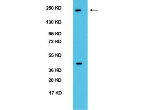 Anti-PER2 Antibody serum, Chemicon&#174;