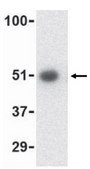 Anti-PCBP4 Antibody from rabbit, purified by affinity chromatography