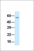 Anti-SCP2 antibody produced in rabbit affinity isolated antibody