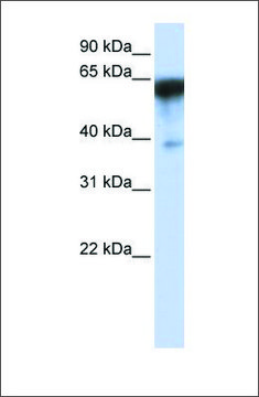 Anti-KIRREL antibody produced in rabbit affinity isolated antibody