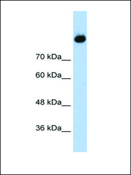 Anti-C2 (AB2) antibody produced in rabbit IgG fraction of antiserum