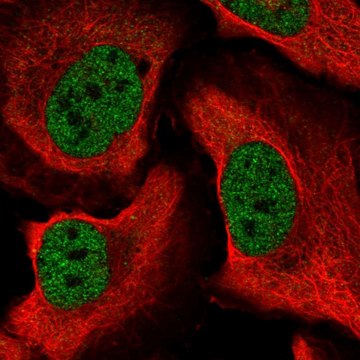 Anti-CELF1 antibody produced in rabbit Prestige Antibodies&#174; Powered by Atlas Antibodies, affinity isolated antibody