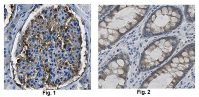 Anti-CD2AP Antibody, clone 2A2.1 clone 2A2.1, from mouse