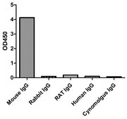 Goat Anti-Mouse IgG2a(Fcγ) Alpaca Heavy chain only Antibody recombinant Alpaca(VHH) Nano antibody