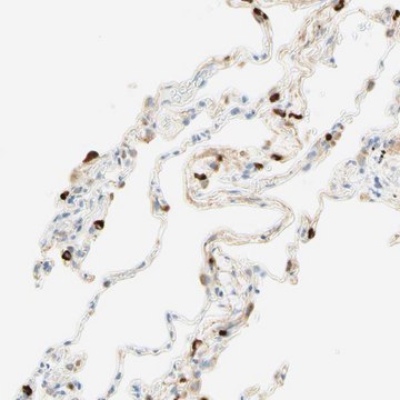 抗-CD63 兔抗 affinity isolated antibody, Prestige Antibodies&#174; Powered by Atlas Antibodies, buffered aqueous glycerol solution