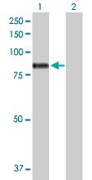 Anti-MARK3 antibody produced in mouse purified immunoglobulin, buffered aqueous solution