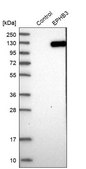 Anti-EPHB3 antibody produced in rabbit Prestige Antibodies® Powered by Atlas Antibodies, affinity isolated antibody, buffered aqueous glycerol solution