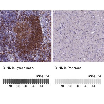 Anti-BLNK antibody produced in rabbit Prestige Antibodies&#174; Powered by Atlas Antibodies, affinity isolated antibody, buffered aqueous glycerol solution