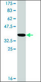 Monoclonal Anti-RAB1A, (C-terminal) antibody produced in mouse clone 3F10, ascites fluid