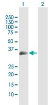 Anti-MOG antibody produced in rabbit purified immunoglobulin, buffered aqueous solution