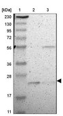 Anti-FAM213B antibody produced in rabbit Prestige Antibodies® Powered by Atlas Antibodies, affinity isolated antibody, buffered aqueous glycerol solution