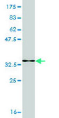 Monoclonal Anti-SMARCA2 antibody produced in mouse clone 2D12, purified immunoglobulin, buffered aqueous solution