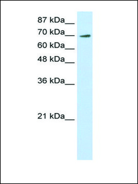 Anti-ELF4 (AB1) antibody produced in rabbit affinity isolated antibody