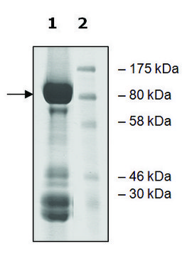 TRKC active human recombinant, expressed in baculovirus infected Sf9 cells, &#8805;70% (SDS-PAGE)