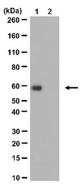 Anti-acetyl-c-Myc (Lys323) Antibody from rabbit, purified by affinity chromatography