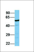 Anti-LAP3, (N-terminal) antibody produced in rabbit affinity isolated antibody