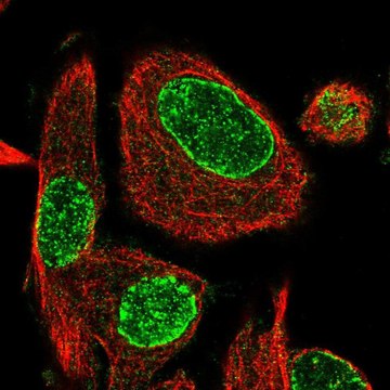 Anti-ADPRH antibody produced in rabbit Prestige Antibodies&#174; Powered by Atlas Antibodies, affinity isolated antibody