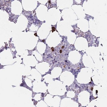 Anti-PLEKHG2 antibody produced in rabbit Prestige Antibodies&#174; Powered by Atlas Antibodies, affinity isolated antibody, buffered aqueous glycerol solution