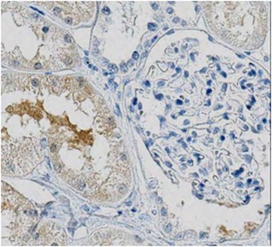 Anti-SLC38A3 Antibody, clone 1A10.2 clone 1A10.2, from mouse